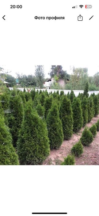 Туя смаракта, ель