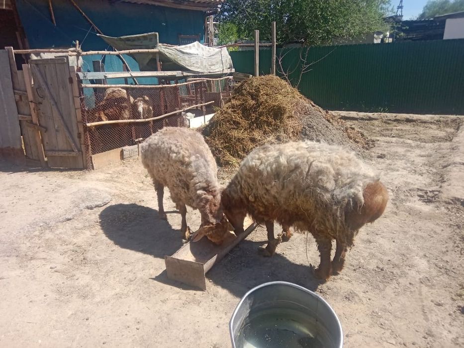 Продам баранов на откорме