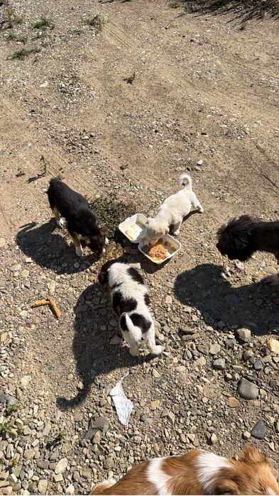 Caței abandonați