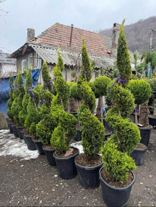 Plante Ornamentale pentru Amenajări Exterioare