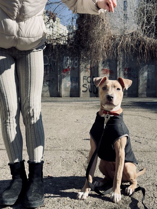 Dresaj canin / educație canina la domiciliu