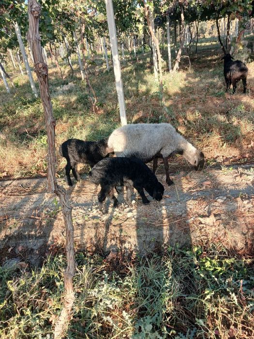Egiz bolalik arabi qoʻy sotiladi