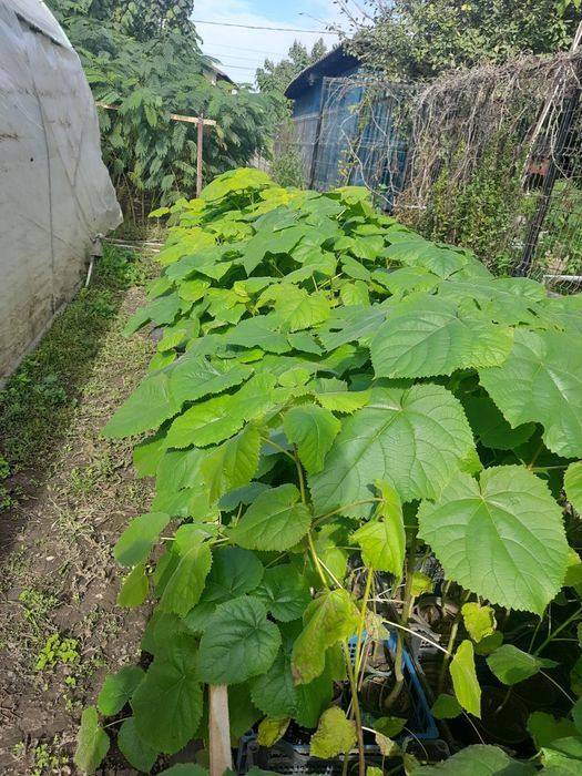 Pawluonia puieți, sau butași