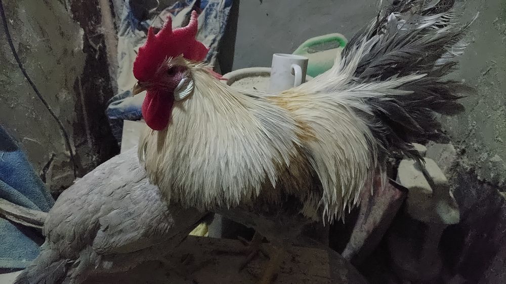 Инкубаторный яйцо Леггорн Изабелла