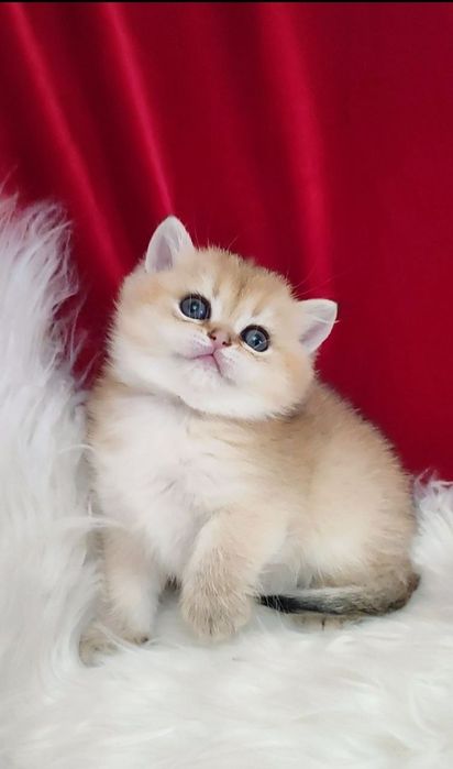 Британский чистокровный мальчик золотая шиншилла ny11