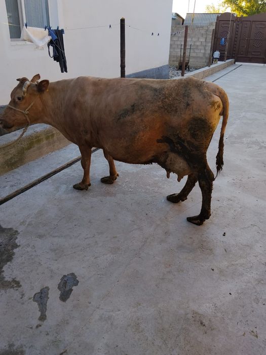 Продам карову стельная