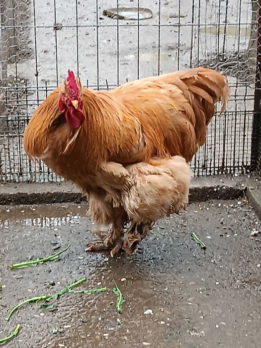 Cocos cochinchina galben uriaș