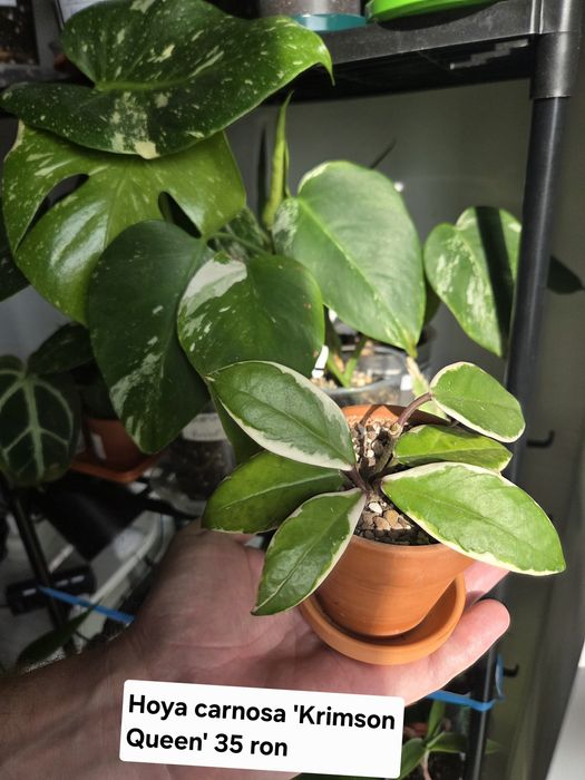 Monstera Dubia, siltepecana Alocasia