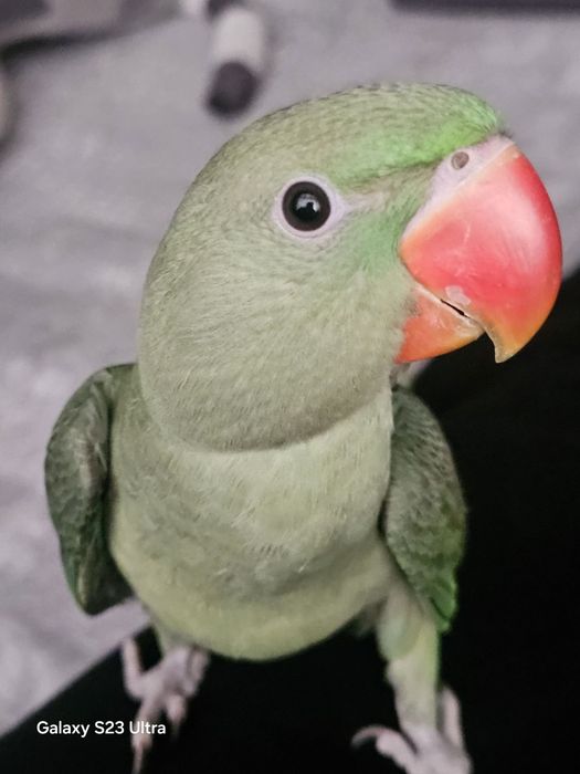 Александровский попугай 9 ойли