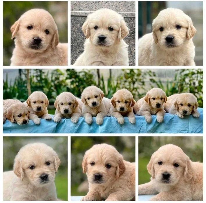 Голдън ретривър чистокръвни мъжки и женски