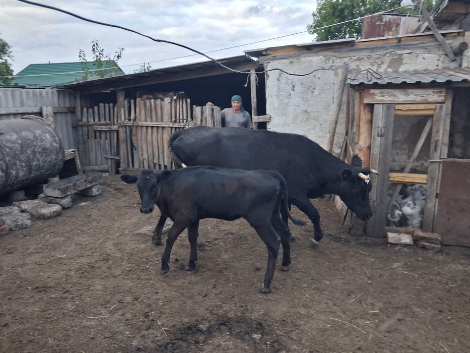 Продам корову с теленком