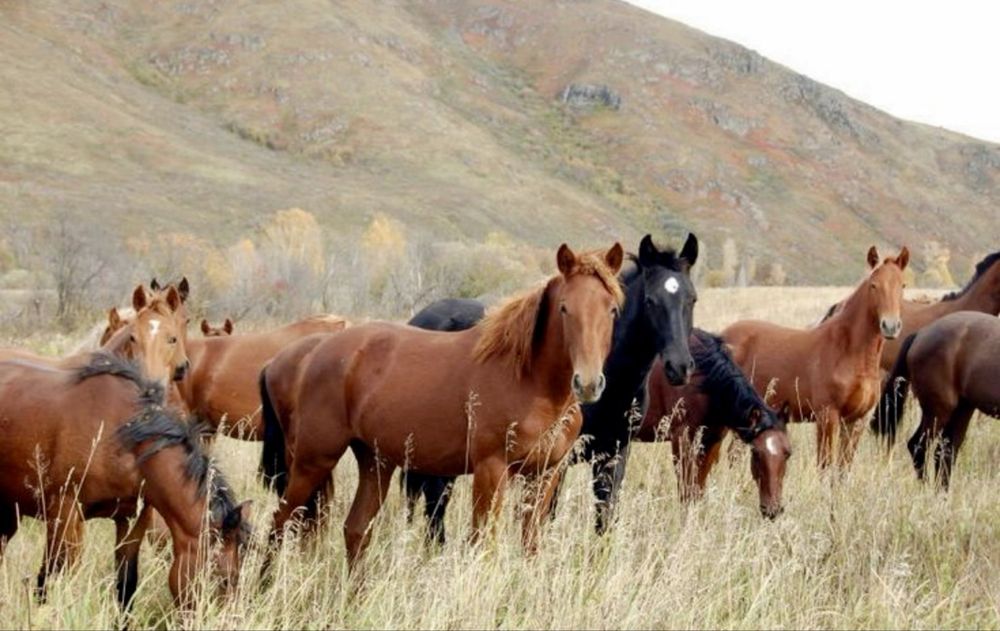 Байталдар сатамын!