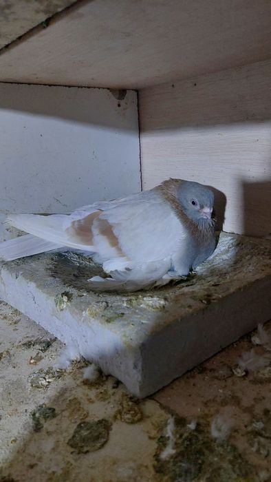 Голуби тасман голубка кептер