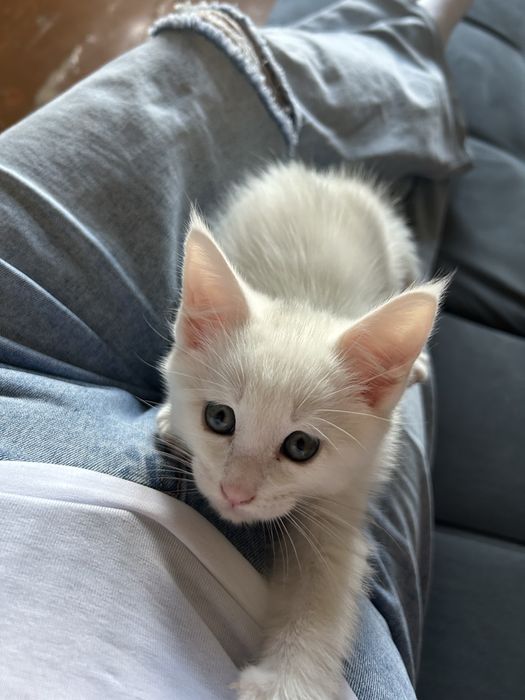 Котенок Мейн-Кун