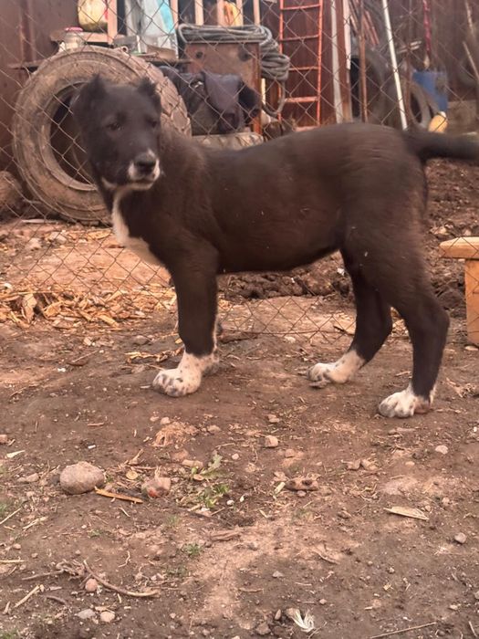 Продам щенка девочка