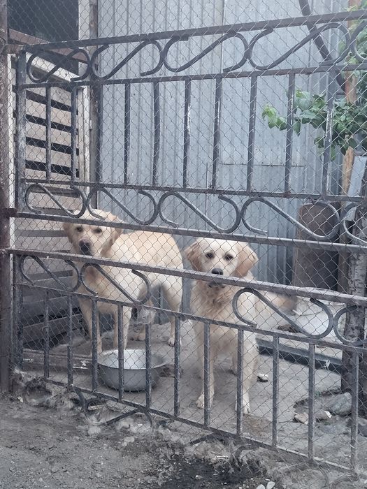 Щенки лабрадора ретривера