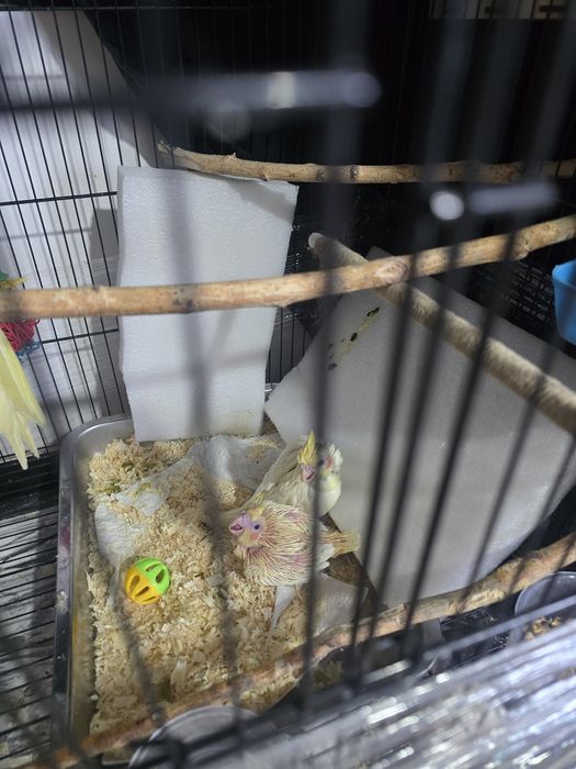 Сформированная пара Корелл для разведения