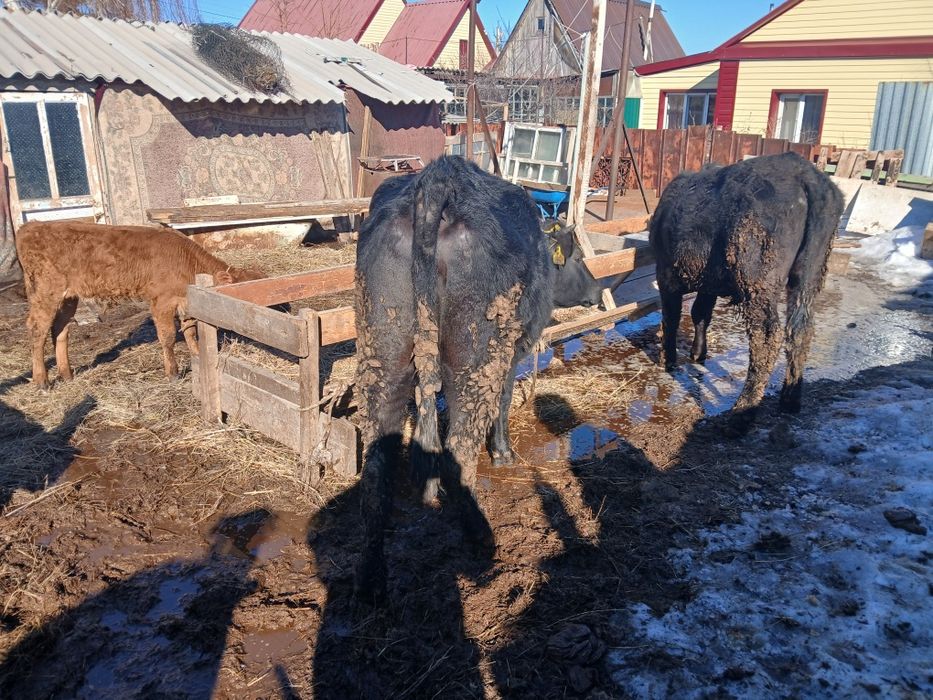 Продам корову с теленком