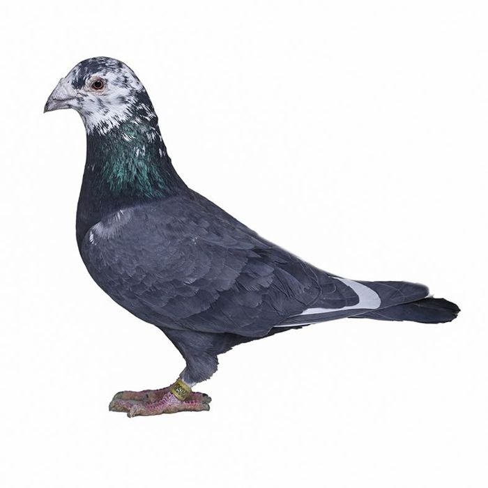 Porumbei voiajori de ornament