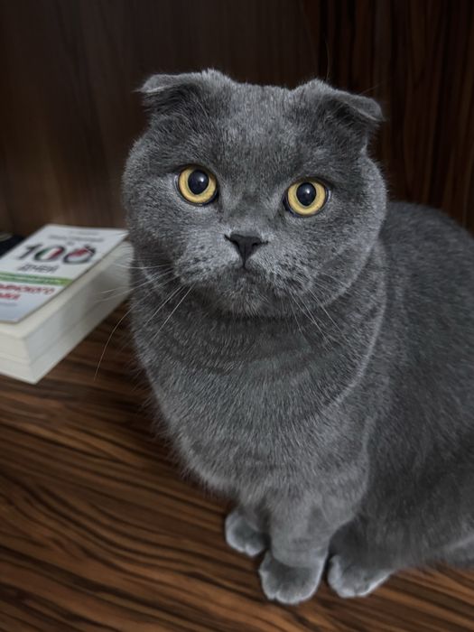 Отдам кота в добрые руки