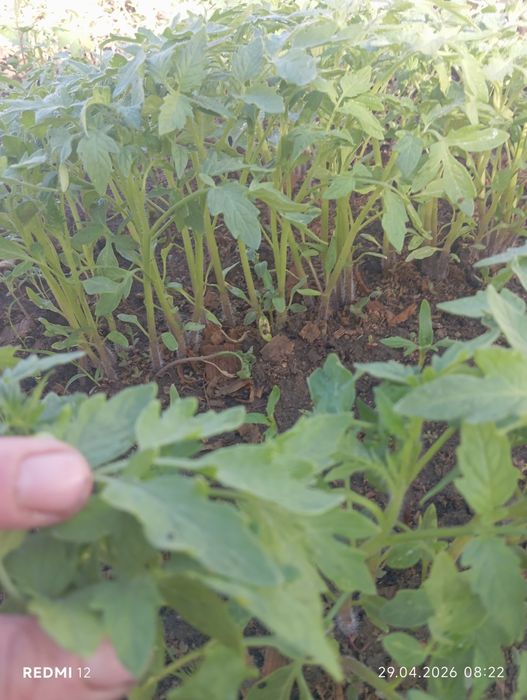 Рассада Помидоры Цветы