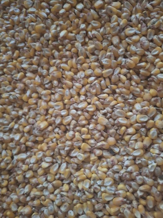 Vand porumb 1,50lei/kg