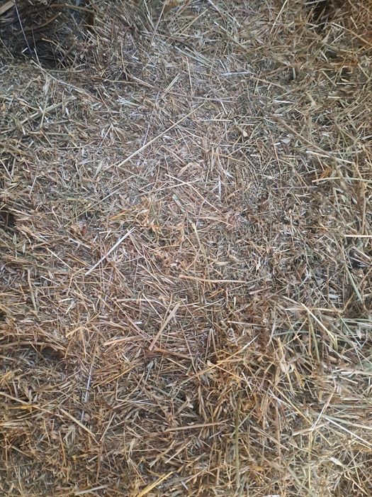 Шөп табиғи корм для животных