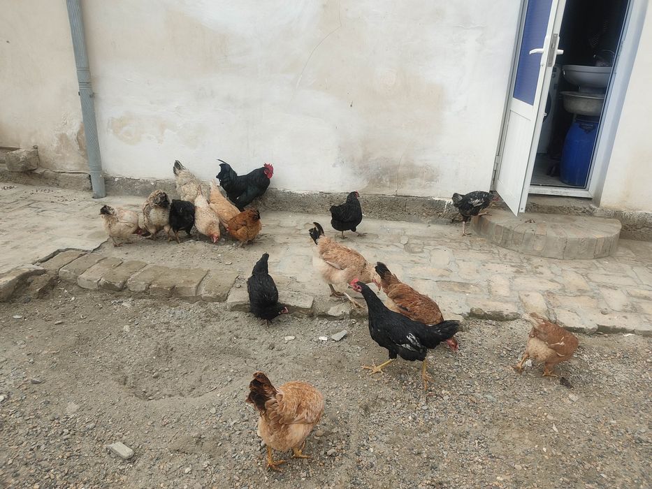 Kichkintoy uchun katta qora xoroz