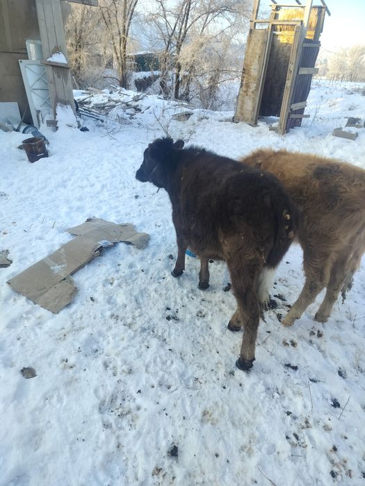 1 жас бызаулар..