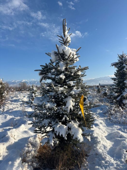 Голубые ели, Сибирские