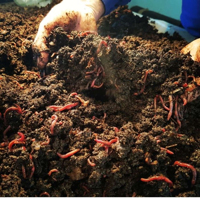 Гул ва экинлар учун Биогомус тоза сотилади