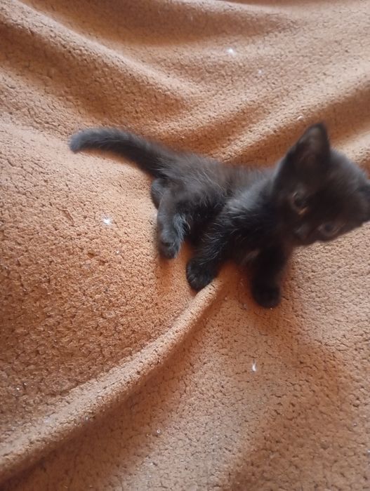 Отдам котят в хорошие руки