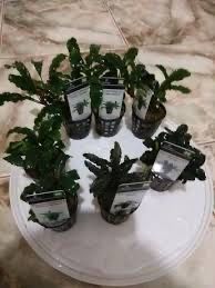 Plante easy-pesti