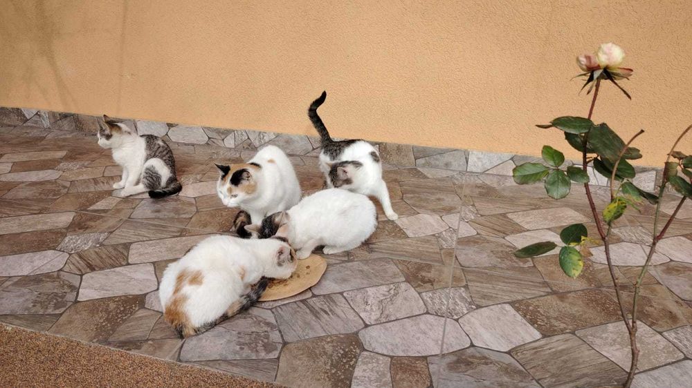 Donez pisicuțe pufoase și blânde au mai rămas doar 2