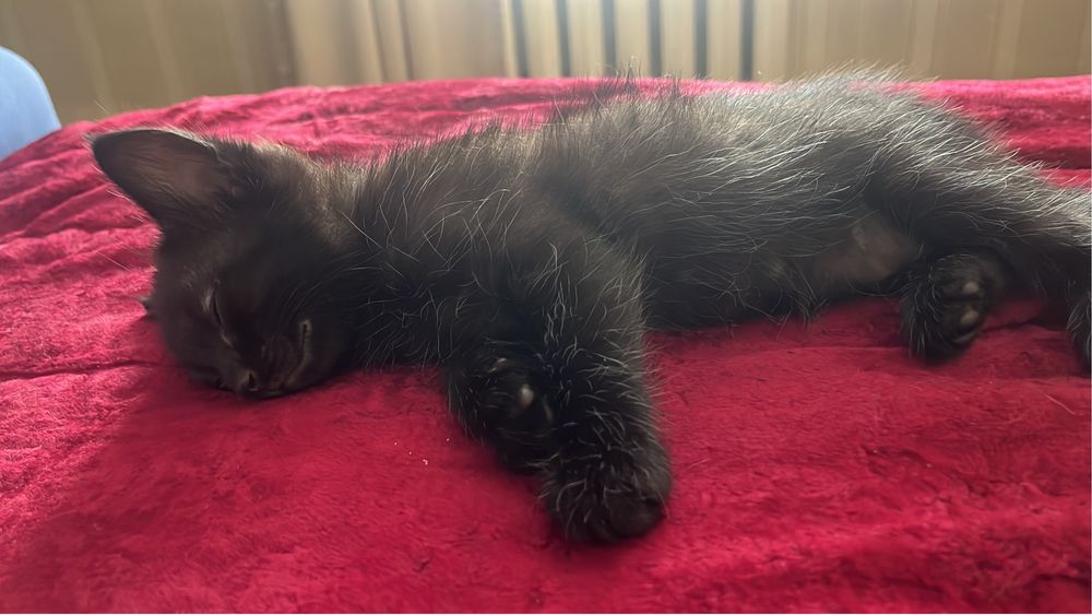 Котята  2  месец