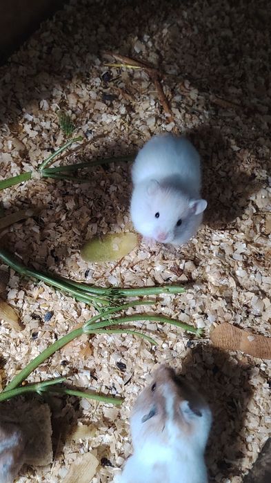 Сирийские хомяки