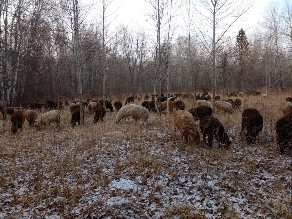 Кой, Баран,Токты,Баглан