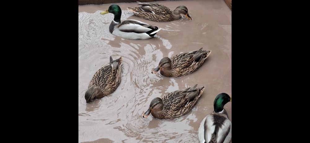 Rate salbatice 2025 inelate