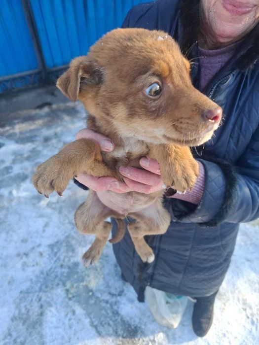 Отдам щеков в добрые руки