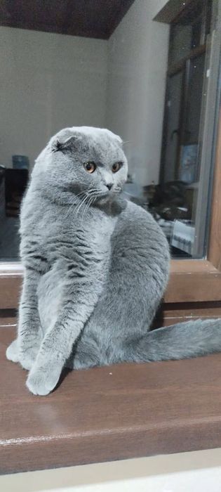 Vyzka uchun soglom mushuk