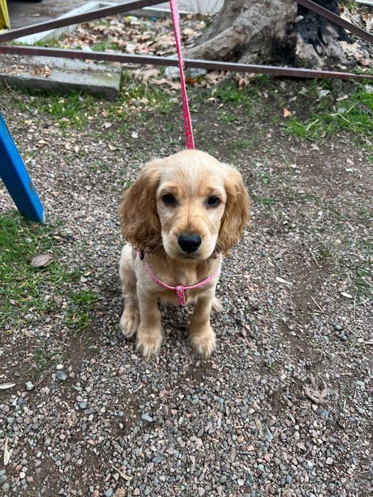 Продам щенка спаниеля