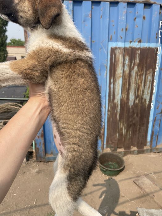 Отдам щенка в хорошие руки