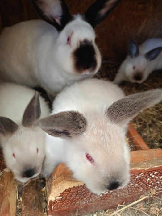 Iepurași de rasă Californian și alb de Panonia