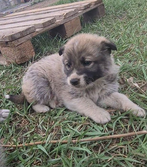 Отдам в добрые руки