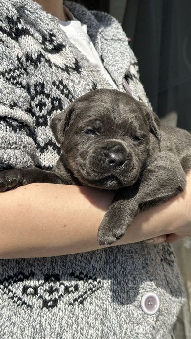 Щенки кане корсо