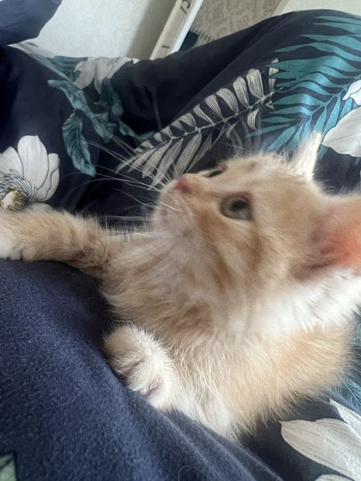 Продам котят остался мальчик