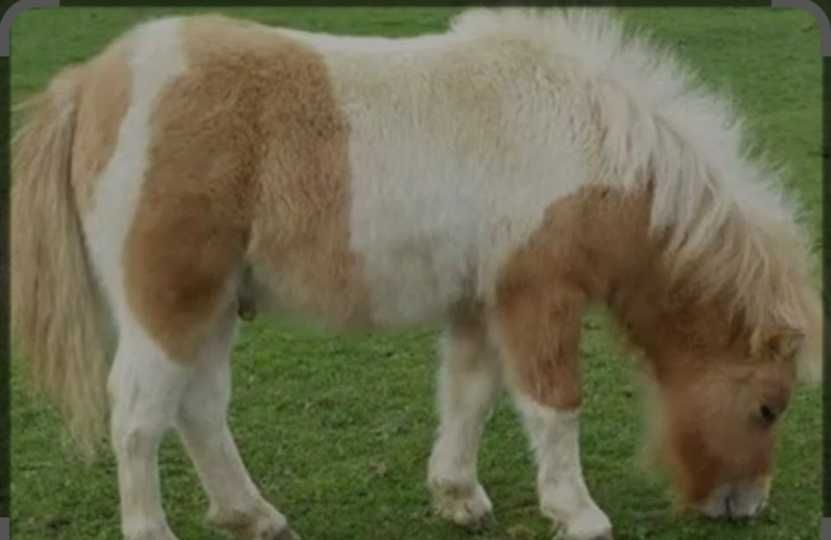 Vand lapte de PONEITA