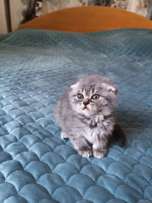 Британски котенца