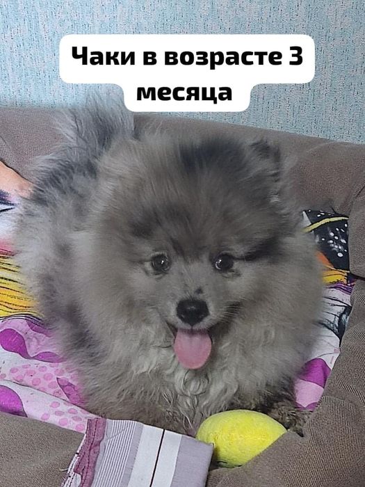 Вязка шпица Чаки