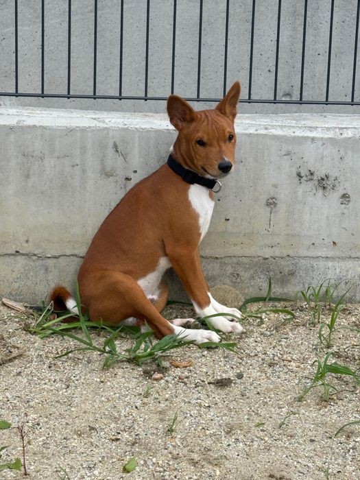 Adoptie pui Basenji 6 luni
